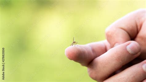 One Mosquito Sits On The Hand Pierces The Skin And Sucks Human Blood