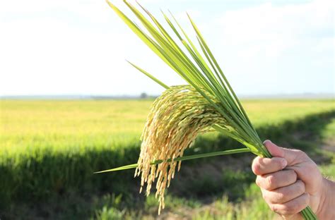 Como Aumentar A Produtividade Do Cultivo De Arroz Irrigado E De Terras