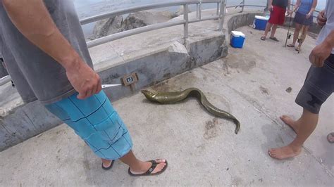 Moray Eel Bite / Moray eel bite victim rescued off coast of Venice ...