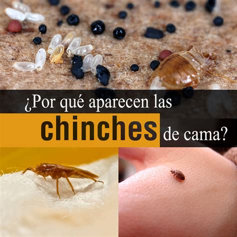 Porqué Aparecen Las Chinches De Cama Y Como Eliminarlas La Guía De Las Vitaminas