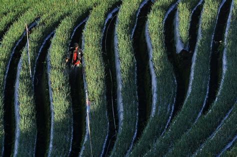 Foto Bikin Adem Begini Indahnya Kebung Terasering Panyaweuyan Di