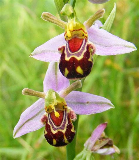 Die bestens bekannten Orchideen Arten - Archzine.net