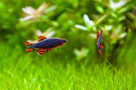 33 Best Guppy Tankmates