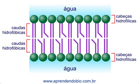 fluidez da membrana plasmática – Aprendendo Biologia