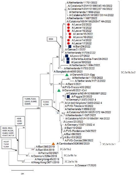 Phylogenetic Analysis Of The Hemagglutinin HA Gene Of 12 A H3N2