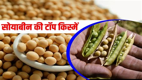 Soybean Varieties सोयाबीन की टॉप किस्में जो किसानों को देती हैं बंपर