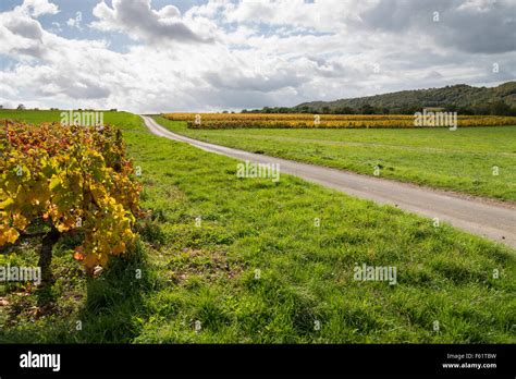 burgundy wine  res stock photography  images alamy