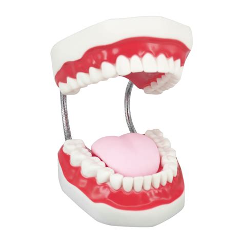 Standard Tooth Model Dental Mode For Brush Training And Practice