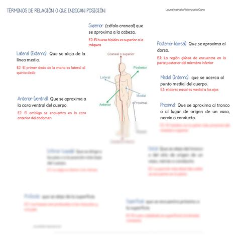 SOLUTION Terminología anatómica Studypool