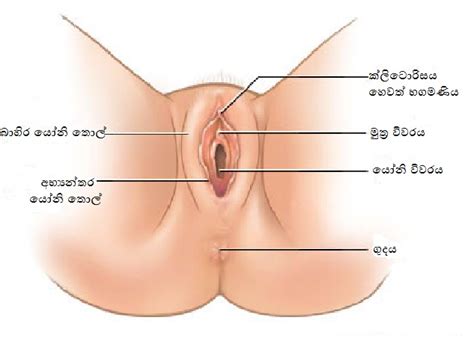 සතවල පවර වදගත වශයය 10 Sex Education in Sinhala