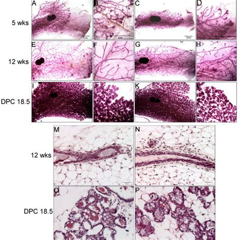 Loss Of Ift In K Cre Expressing Cells Does Not Affect Mammary