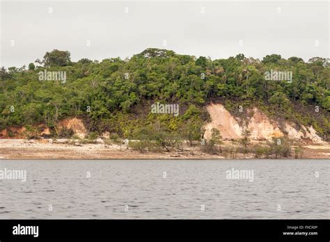 Rain Forest Manaus Stock Photo - Alamy