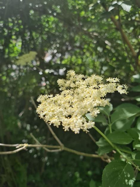 Premium Photo Close Up Of White Flowering Plant