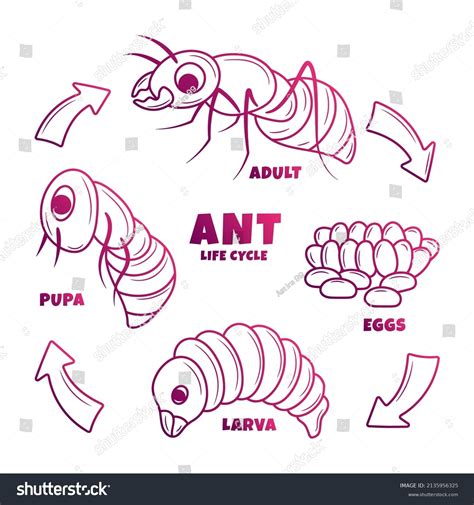 Ant Life Cycle Illustration Hand Drawn Stock Vector Royalty Free 2135956325 Shutterstock