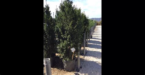 Taxus X Media Hicksii Heckenpflanze Bechereibe Hicksii Heckenpflanze