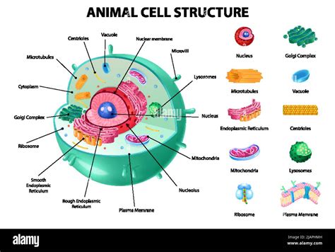 Centriole In Animal Cell