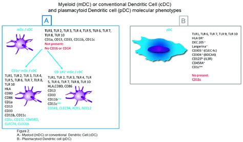 Myeloid Or Conventional Dendritic Cells And Plasmacytoid Dendritic