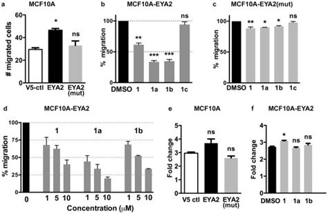 A Trans Well Migration Of Mcf A Cells Transfected With Either Pcdna