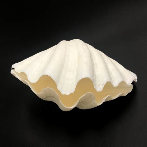 Giant Clam Shell Decoration