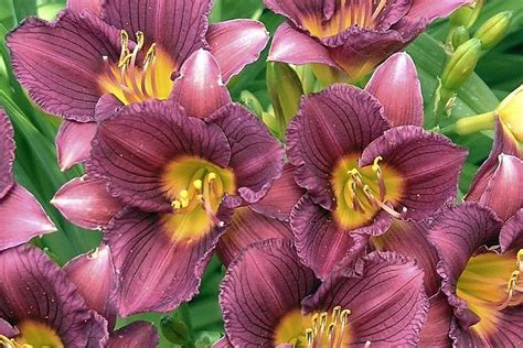 Hemerocallis Purple De Oro Daylily From Scotts Garden Centre