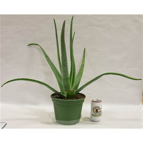 Live Real Aloe Vera Potted Plant