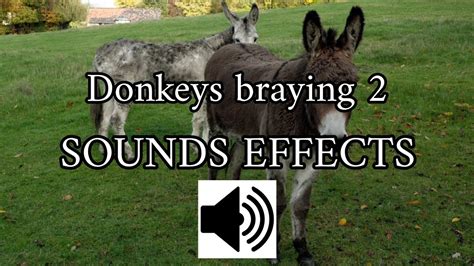 Donkeys Braying Effects Sounds Youtube