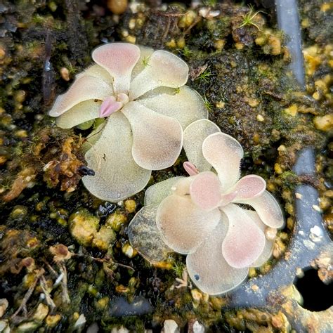 Pinguicula 'Kewensis' Butterwort Plant – Carnivero