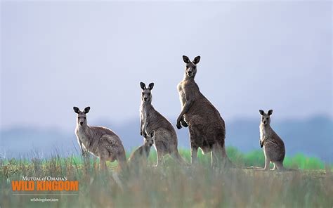 Kangaroo Marsupial Wallpapers Hd Desktop And Mobile Backgrounds