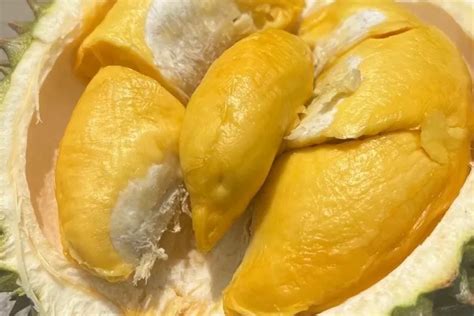 Manfaat Biji Durian Bagi Kesehatan Pengabar