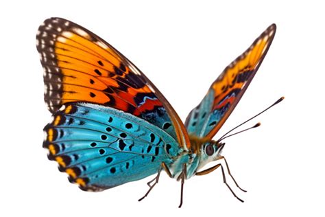 Butterfly Transparent PNGs for Free Download