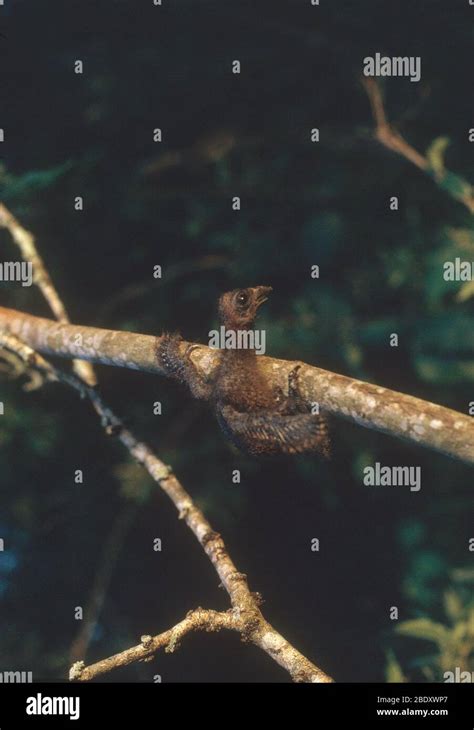 Hoatzin claws hi-res stock photography and images - Alamy