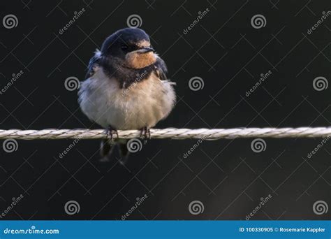 Rustica Del Hirundo Del Trago De Granero Imagen De Archivo Imagen De