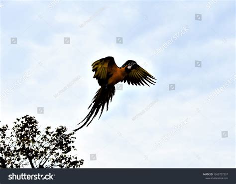 Flying African Bird Macaw Landing On Stock Photo 1269757237 | Shutterstock