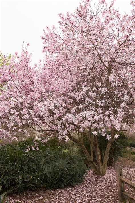 Leonard Messel Magnolia Plants Trees To Plant Victorian Landscaping