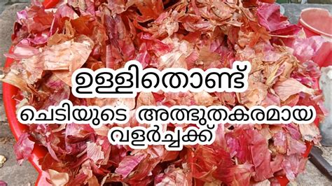 ഉള്ളിത്തോൽ 2 ഇരട്ടി വിളവ് വേണോ ഇതുപോലെ ചെയ്തുനോക്കൂ Youtube