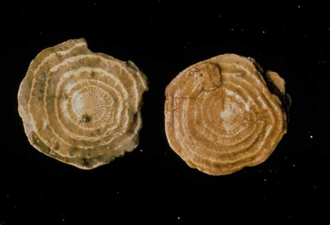 Two Large Foraminiferan Fossils Photograph by Sinclair Stammers/science ...