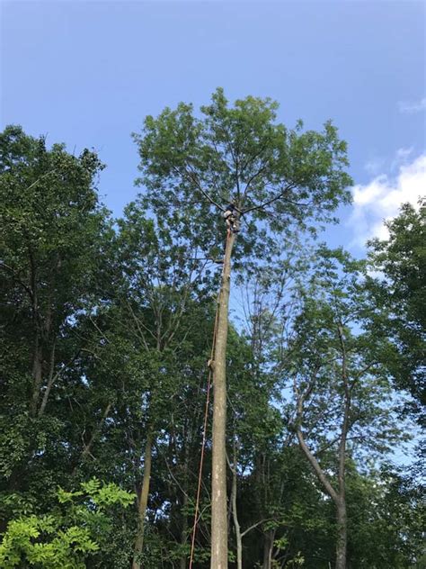 Tree Care And Bucket Truck Services In Rochester Ny Tom Maguire Tree Service