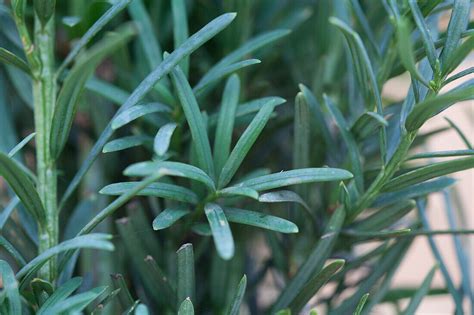 Taxus Baccata Fastigiata Robusta Bild Kaufen