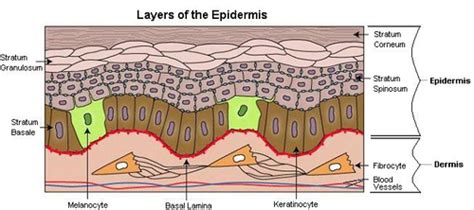 bms  unit  integumentary system flashcards quizlet