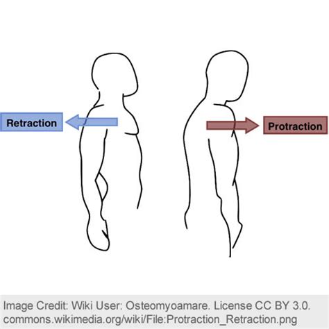 Circumduction Definition Anatomy