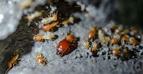 How To Get Rid Of Subterranean Termites Hulett