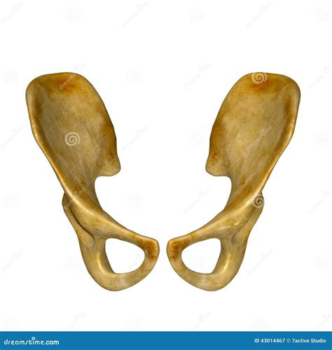 Hip Pelvis Bones 5