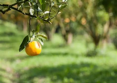 How To Grow An Orange Tree From A Seed Gardening Dream