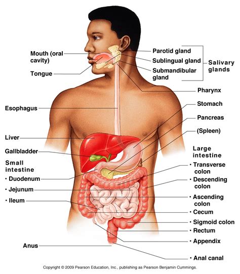 Organ systems of human body and their functions - 11