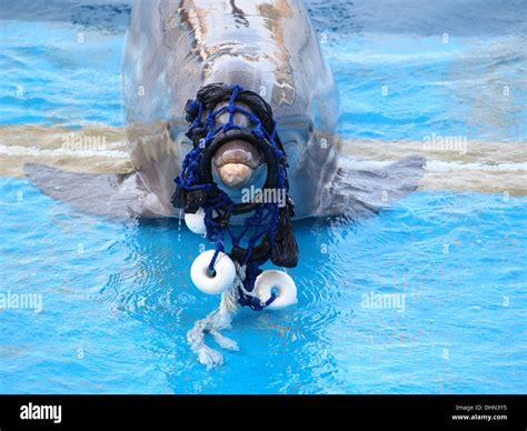 Dolphin Net Hi Res Stock Photography And Images Alamy