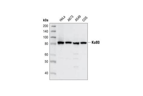 Ku80 Antibody | Cell Signaling Technology