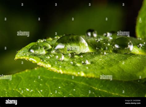 Rain drops on leaves Stock Photo - Alamy