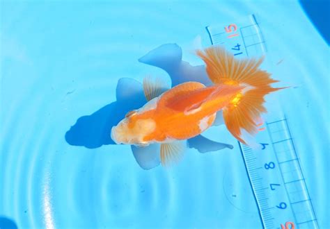 【未使用に近い】 ぎんとと工房gintototofish 土佐錦202362土佐金更紗練習用当歳メスタイプ動画有りの落札情報詳細