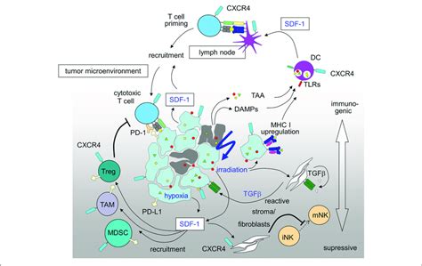 Immunosuppressive And Immunostimulatory Action Of Sdf Cxcr