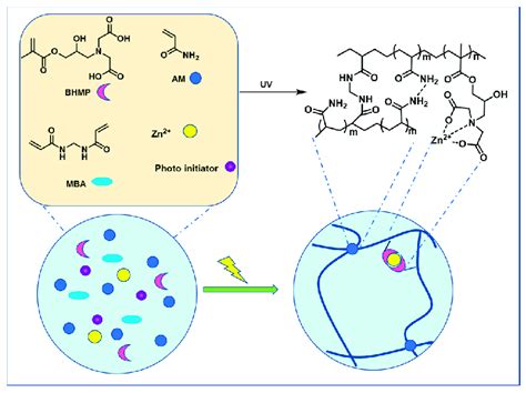 Preparation And Network Structure Of The P Bhmp Am Zn Hydrogel